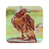 com.eaglewallpaper.eagle.bird.pictures.hd