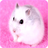 com.techwall.CuteHamster