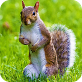 com.wallpapersquirrelwallpaper.wallpaperhd