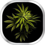 com.WeedHDLiveWallpaper
