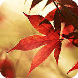 com.flyingfox.ripple_autumn_maple_free