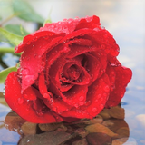 com.bakur30.kirmizigul