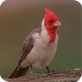 com.benq.galodecampina