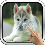 com.algar.littlehusky