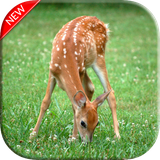 com.DeerWallpaper.animals.babydeer.beautiful.background.wallpapers