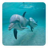 com.DolphinsLiveWallpaper