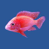 com.fishcompanion.app2