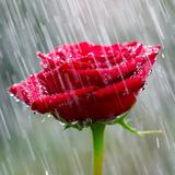 revenge.livewp.rainrose
