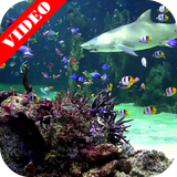 com.jacal.video.aquarium