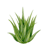 com.n.d.aloe.vera