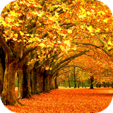com.Autumn.wallpaper.image.background.wallpaper