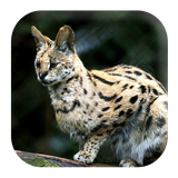 com.kikaapps.bobcatsounds.catsounds.ringtone