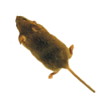 com.dmitsoft.mouse