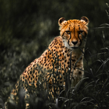 com.andromo.dev230101.app322637