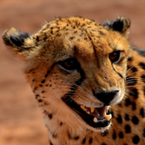 com.soundjabber.cheetahsound.cheetahringtone