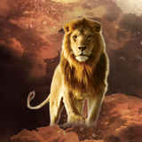 com.hexionic.lionwallpapers