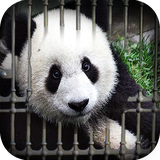 air.odd1apps.CanYouEscapeBabyPanda