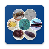 com.lucidcentral.mobile.sheep_parasites