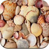 com.hd.seashell.wallpapers.best.seashell.wallpapers.hd.wallpaperapp