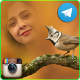 ir.taradisapps.wildframes