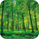 com.forest.wallpaper.nature.landscape.nature