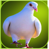 com.minisapp.pigeonwallpaper.offline