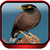 com.jamanapp.masterkicaujalakniasterbaikterlengkap