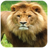 com.hd.lionlwallpapers.lion.animal.wallpapers