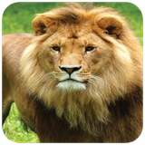 com.hd.lionlwallpapers.lion.animal.wallpapers