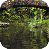 realpondwithkoi.ihs.com