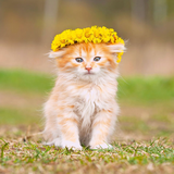 revenge.livewp.cat