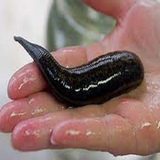 ir.amozesh.parvaresh.zalo