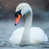 com.Infinity.swan