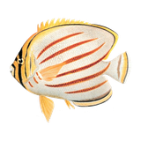 org.thatquiz.tqmobclient