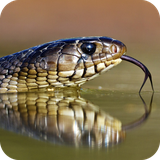 com.wallpapersnakewallpaper.wallpaperhd