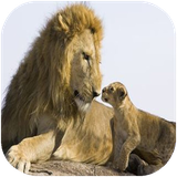 didar.pestandaraneetupi