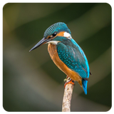 com.alish.sedaeparandegan