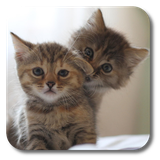 com.kklivewallpaper.qcats