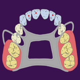 info.plus.dental