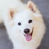 littleappas.dog.wallpapers