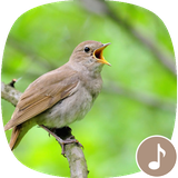 io.appp.sounds.nightingale