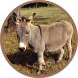 com.sounds.donkey