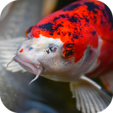 japankoifish.ihs.com