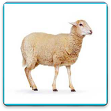 com.pishtaz_ht.gosfand