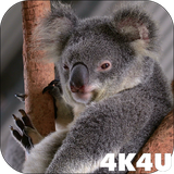 com.lwp4k4u.koala