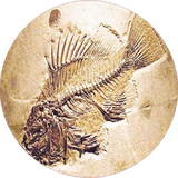 com.khorshid_tx.dirineshenasiejanevaran