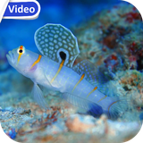 sealifetheme.hdvt.com