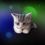 com.livewallpapers3d.sleepykittenlivewallpaperfree