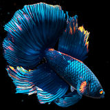 com.maxelus.livewallpaper.betta