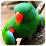 com.hd.parratwallpaper.parrat.bird.image.wallpaper